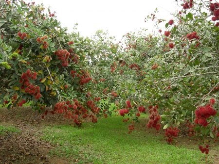 Puno ng prambuwesas: pagtatanim at pangangalaga, pagpaparami