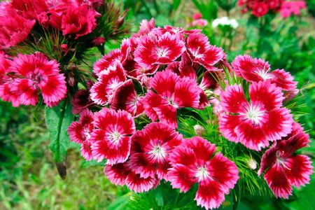 Meerjarige kruidnagel Turkse tuin: planten en verzorging