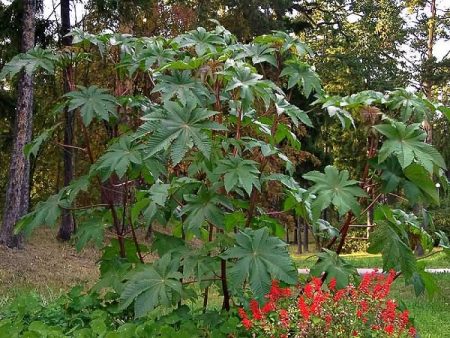 Castor Oil Plant: Paglago ng Binhi