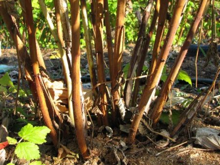 Frambozenboom: planten en verzorging, foto