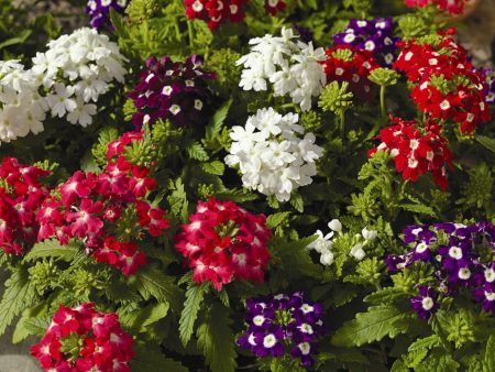 Verbena: groeien uit zaden wanneer te planten