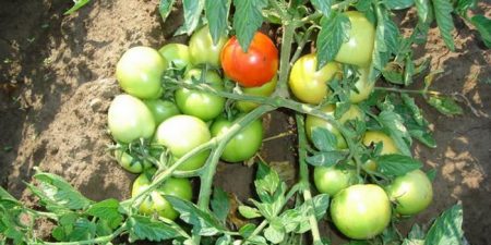 Tomaten van Siberische selectie