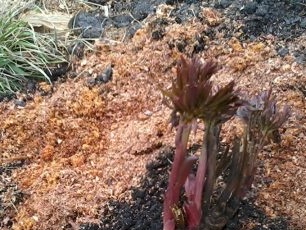 Peony planting hakbang-hakbang na mga tagubilin