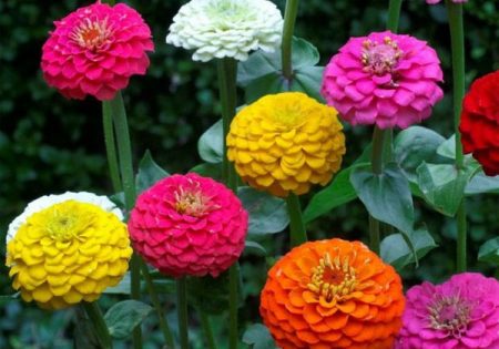 Zinnia: groeien uit zaden wanneer te planten