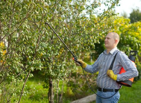 Hoe bomen en struiken in de tuin in het voorjaar te verwerken