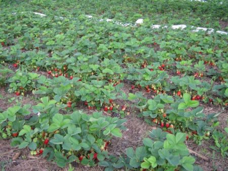 Hoe aardbeien in het vroege voorjaar te voeren en hoe te verwerken