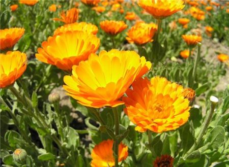 Calendula: groeit