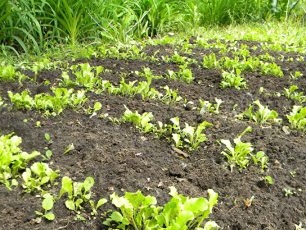 Sla scheuten in de volle grond