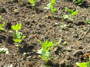 Groene erwt schiet in het land