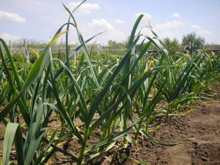 Knoflook: water geven en voeden