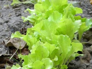 Hoe sla in de tuin te kweken