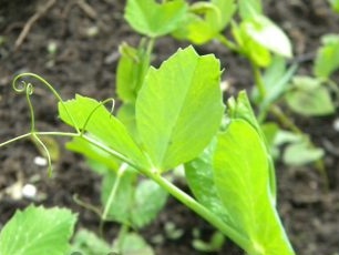 groene erwten in het land, vooral groeiend