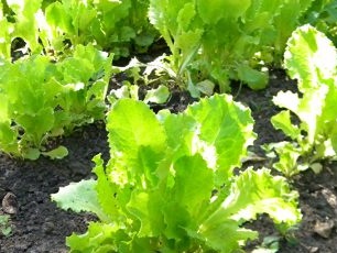 Groeiende sla in de tuin