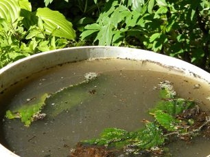 Punan ang tubig ng lalagyan at iwanan upang gumala.