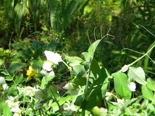 Bloeiende groene erwten