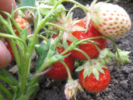 Aardbeidressing tijdens de bloei