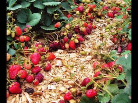 Aardbeien voeren tijdens de bloei