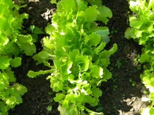 Lumalagong Lettuce