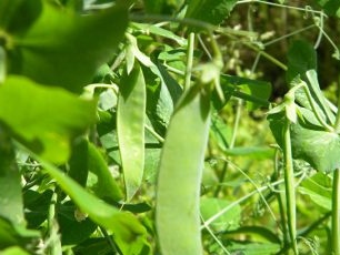 Hoe groene erwten in het land te kweken