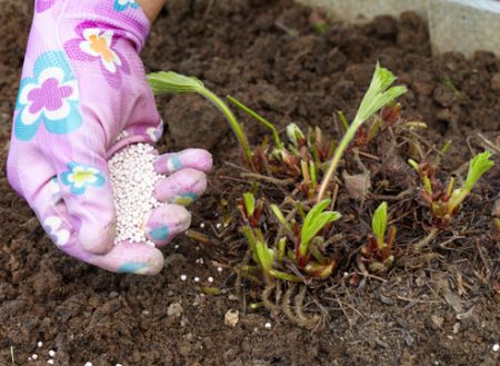 Aardbeienvoeding tijdens vruchtvorming