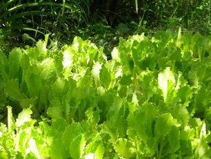 Sla in de volle grond kweken: planten en verzorgen