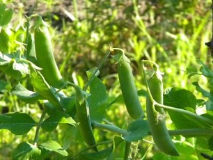 Groeiende erwten in het land: planten en verzorging