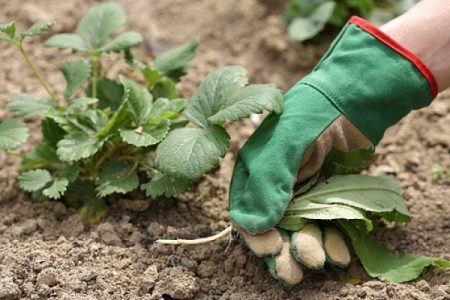 Aardbeidressing tijdens de bloei en vruchtvorming