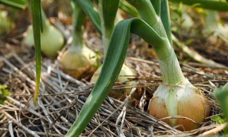 Waarom wordt de boog geel in de tuin