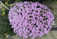 armeria planten en verzorging buitenshuis