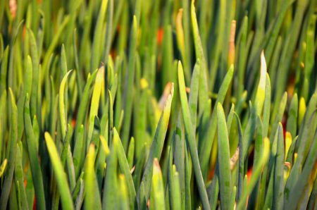 Waarom wordt de boog geel in de tuin, wat te doen