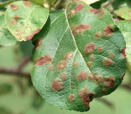 Bruine gevlekte appelboom