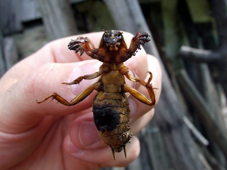 Hoe zich te ontdoen van de beer in de tuin