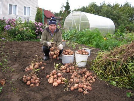 Hvordan plante poteter