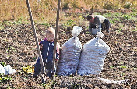 Hvordan plante poteter slik at det blir en avling