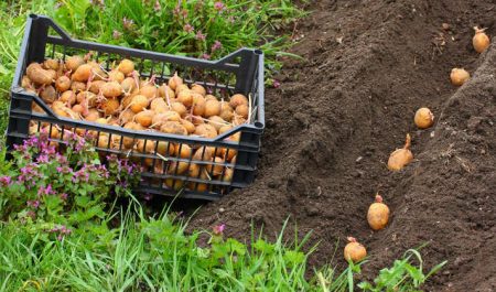 Hoe aardappels te planten zodat er een goede oogst is