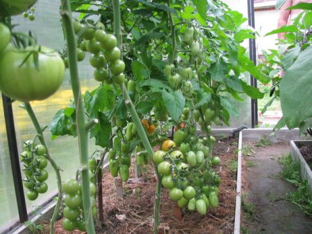 Wanneer zaailingen in een kas van polycarbonaat planten?