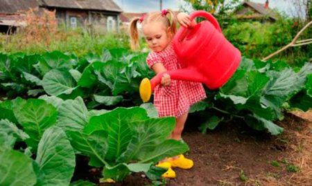 Maankalender voor tuinman juli 2016