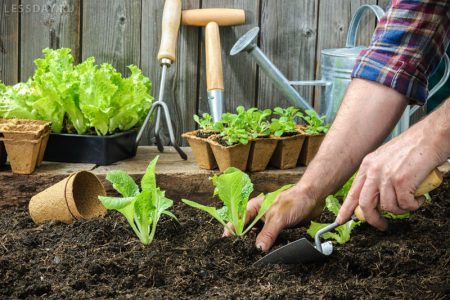 Maankalender voor juli tuinman en tuinman