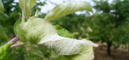 Poederachtige meeldauw appelboom