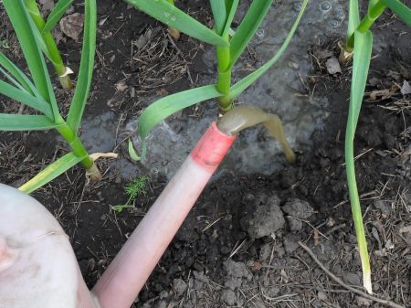 Knoflook wordt geel: hoe te voeren