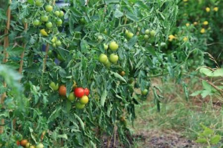 Tomaten voor buiten