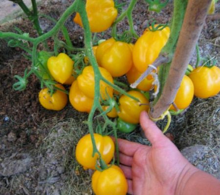 Tomaten voor open grond voor de regio van Moskou