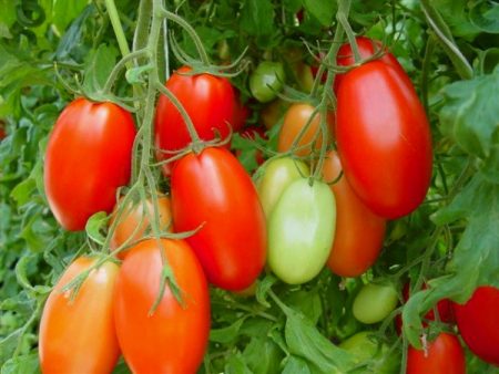 Tomaten voor de volle grond voor de regio Moskou zonder schapendrijven