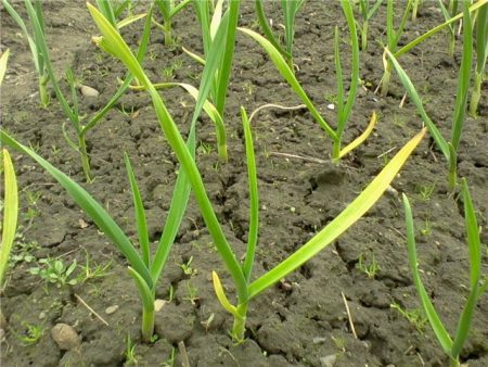 Waarom worden knoflookbladeren geel in het voorjaar?