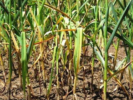 Waarom worden knoflookbladeren geel in het voorjaar, wat te doen