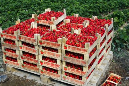 Aardbeien plukken op de boerderij. Lenin 2016