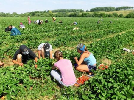 Aardbeien plukken op de boerderij. Lenin 2016