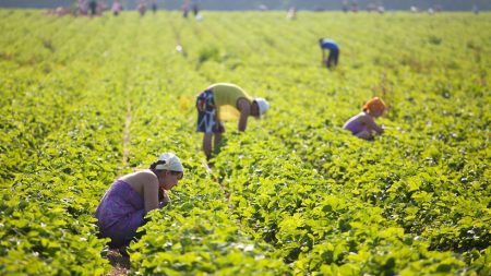 Ang pagpili ng mga strawberry sa bukid sa kanila. Lenin 2016 kung paano ito napupunta