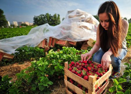 Aardbeien plukken op de boerderij. Lenin