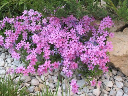 Phlox awl - planting og stell